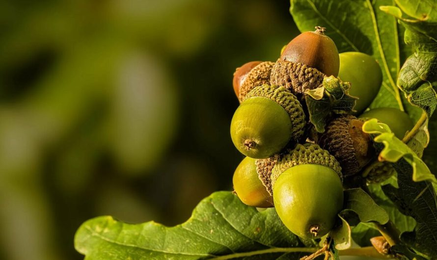 Толкование: Желудь