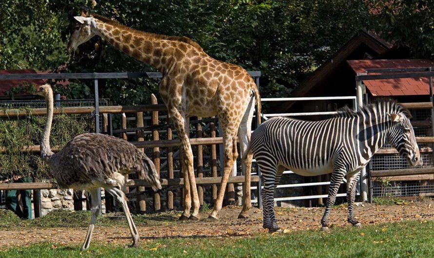 Сонник: Зоопарк