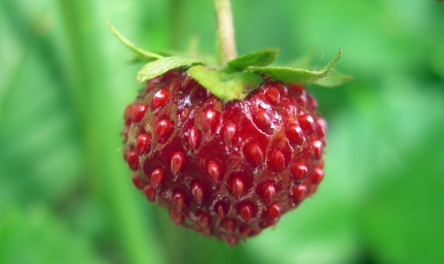 Сонник: Земляника