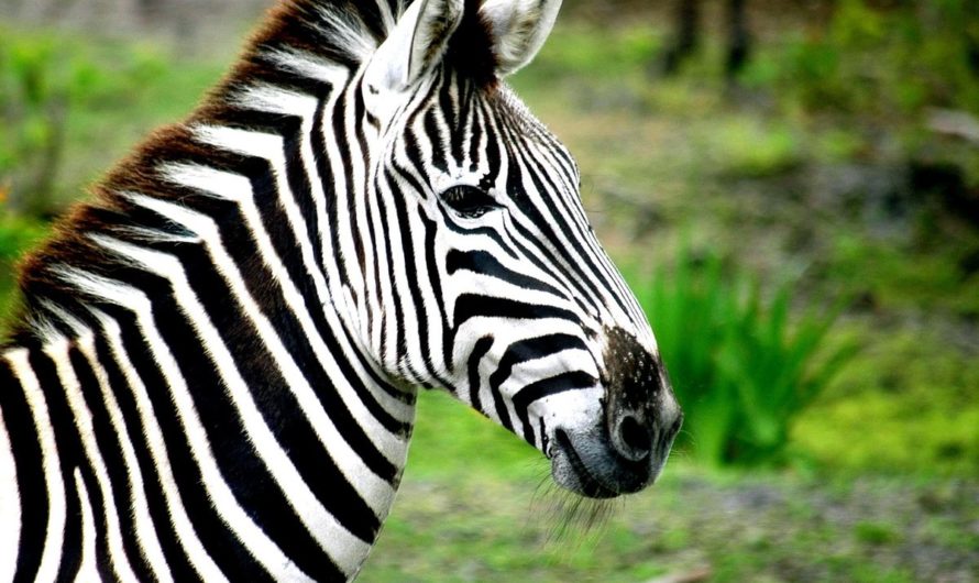 Сонник: Зебра толкование