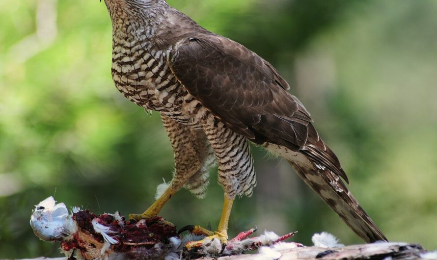 Сонник: Ястреб