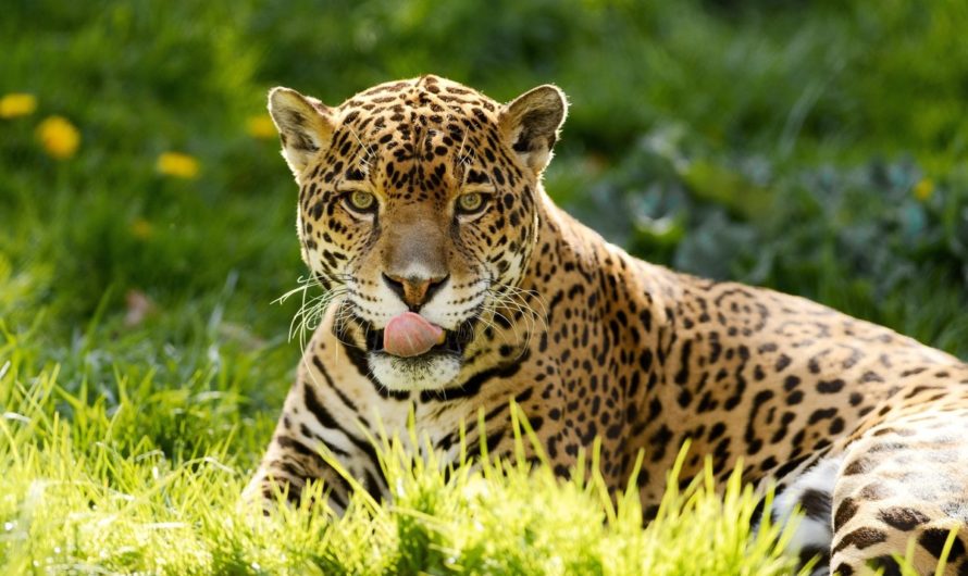 Сонник: Ягуар