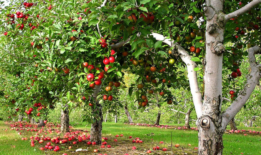 Сонник: Яблоня