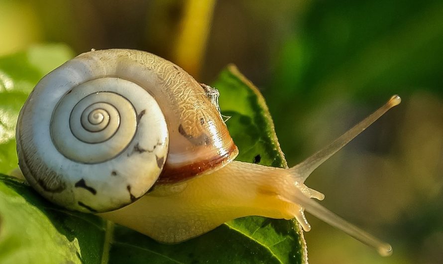 Сонник: Улитка