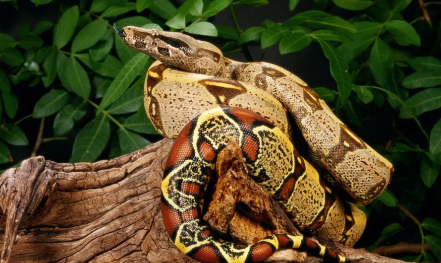 Сонник: Удав