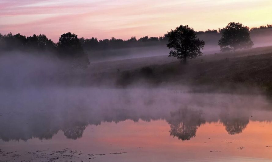 Сонник: Туман