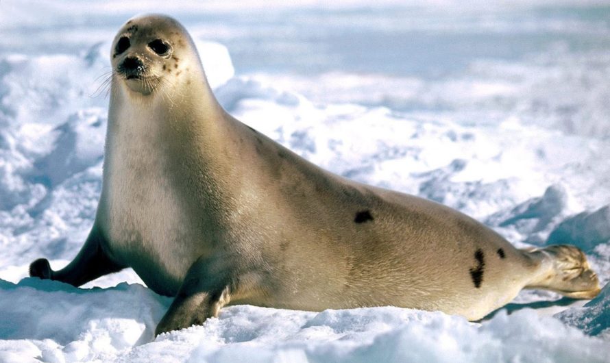 Сонник: Тюлень