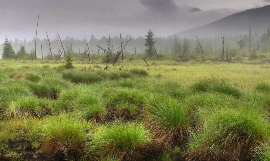 Сонник: Трясина