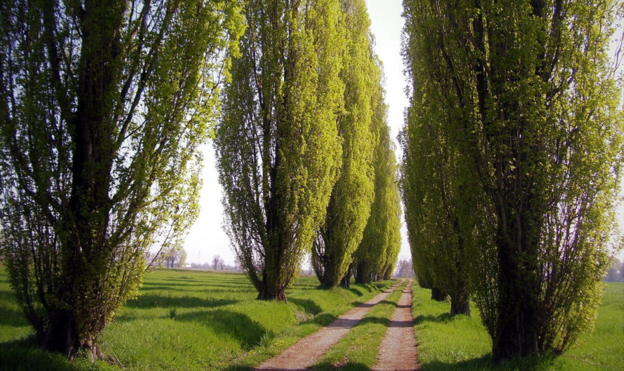 Сонник: Тополь