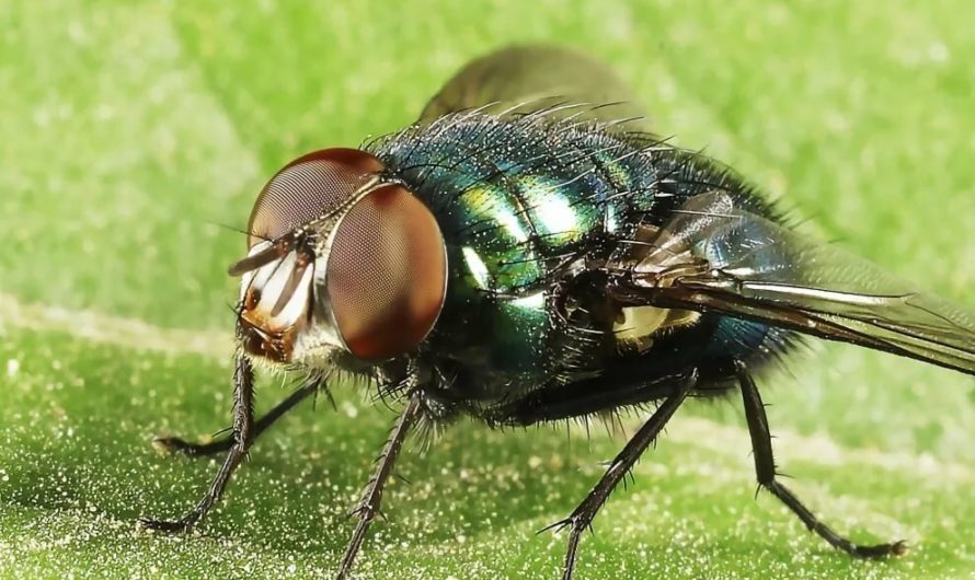 Приснились Мухи Сонник