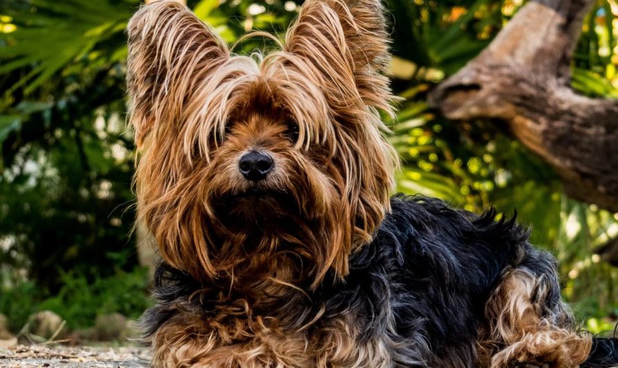 Увидеть во сне Собаку — значение сна