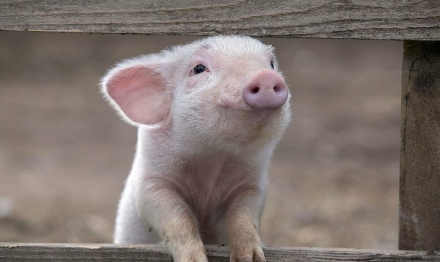 Сонник — Поросенок толкование Поросенка