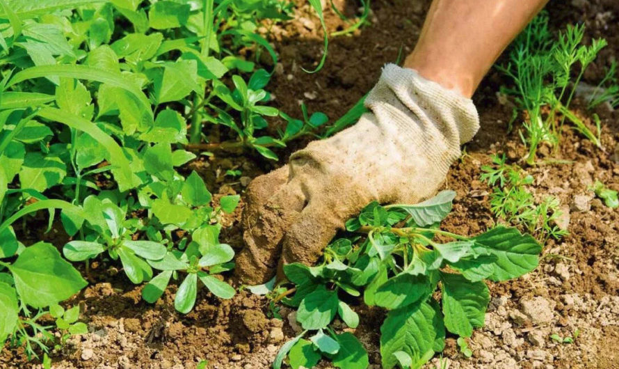 Сонник — Полоть толкование Полоть