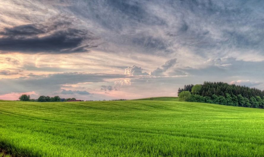 Сонник — Поле толкование Поля