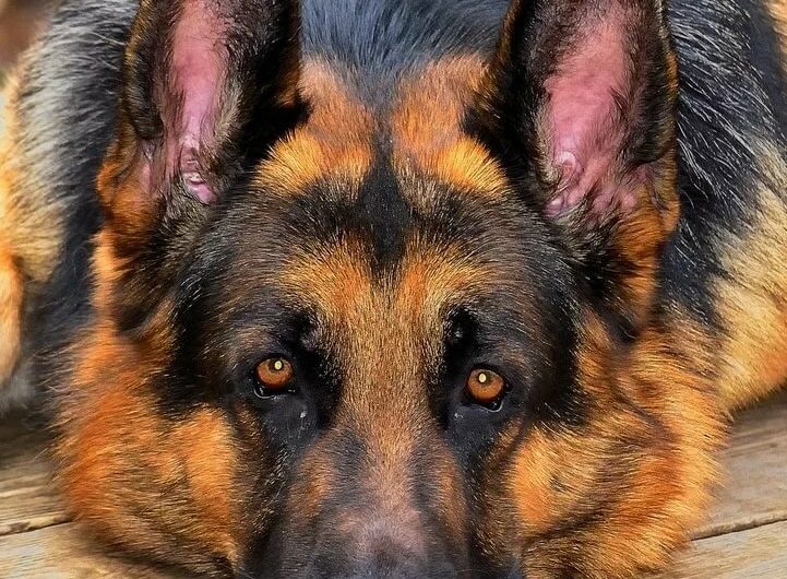 Сонник Овчарка