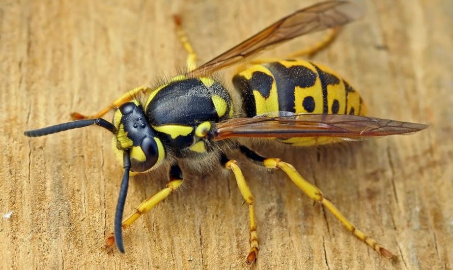 Сонник — Оса толкование Осы