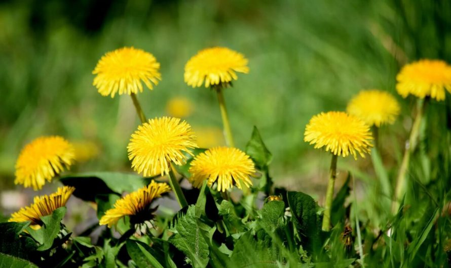 Сонник Одуванчики