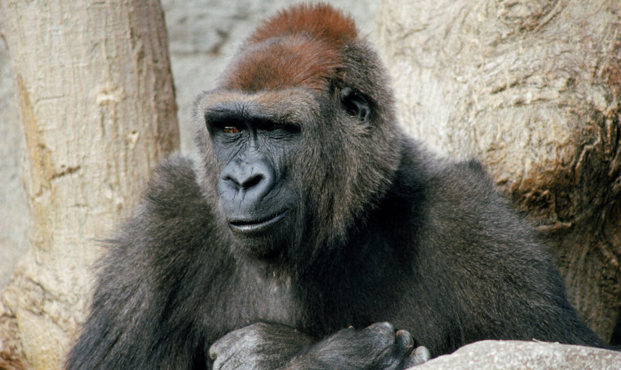 Сонник — Обезьяна толкование Обезьяны