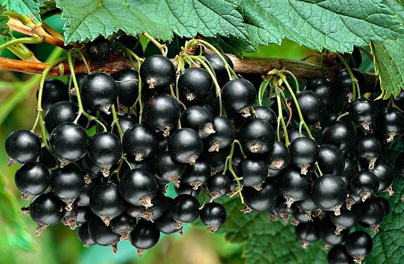 Сонник — Смородина толкование