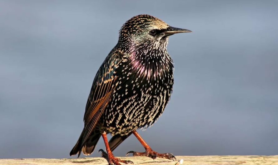 Сонник Скворец