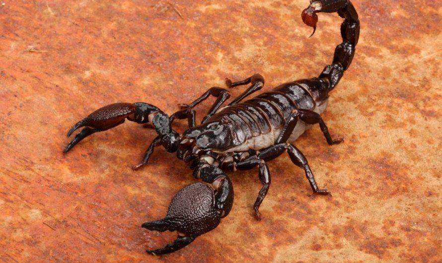 Сонник Скорпион