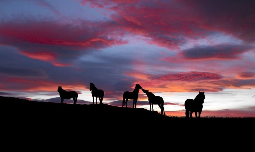 Сонник  табор