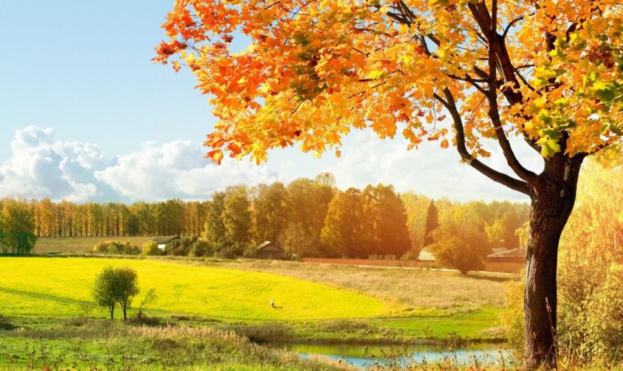 Сонник Сентябрь