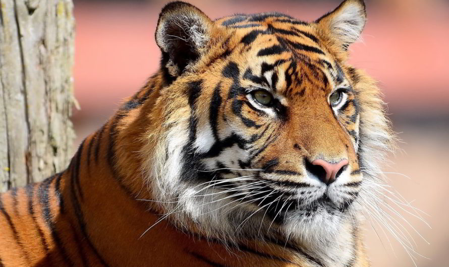 Сонник- Тигр толкование