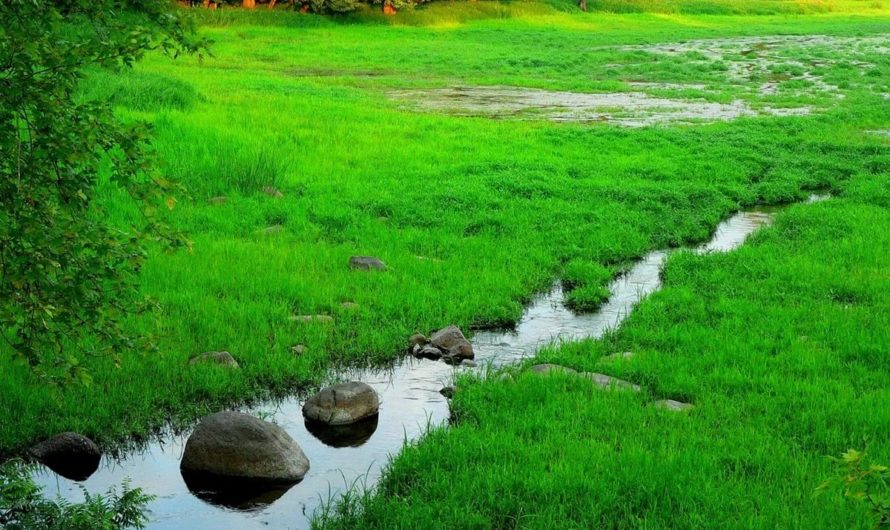 Сонник — Ручей толкование Ручья