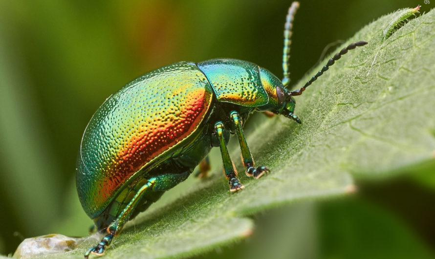 Приснился Жук Сонник