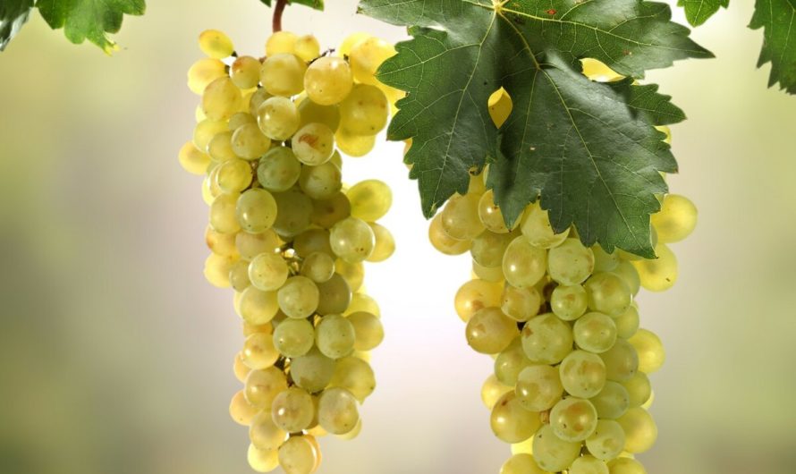 Виноград: калории