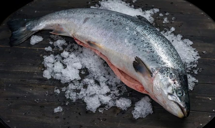 Сонник Семга