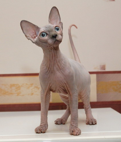 Имена для кошек Сфинкс