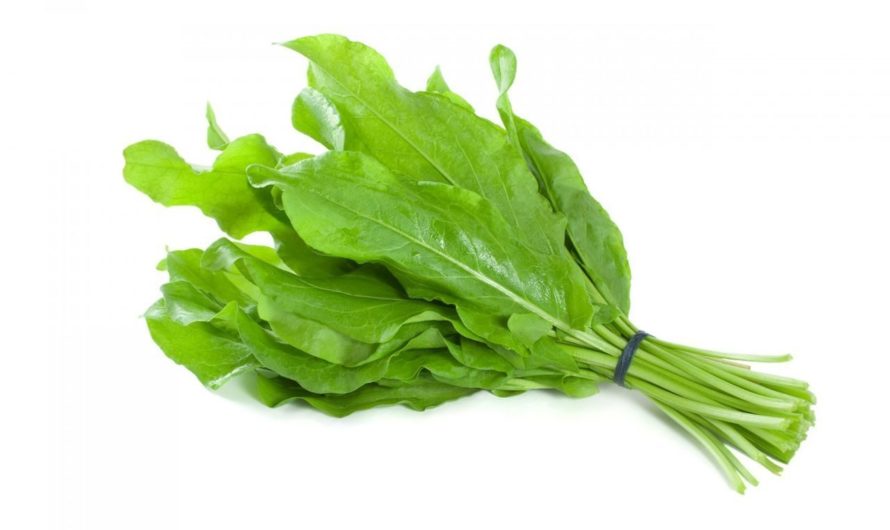 Сонник Щавель — толкование