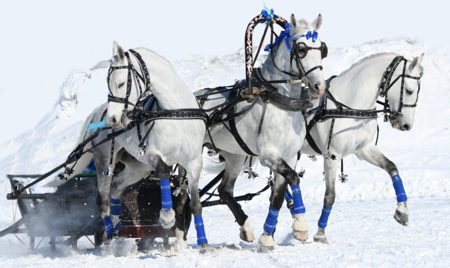 Сонник: Тройка