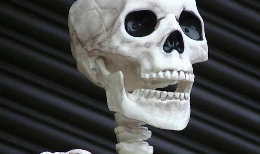 Сонник Скелет