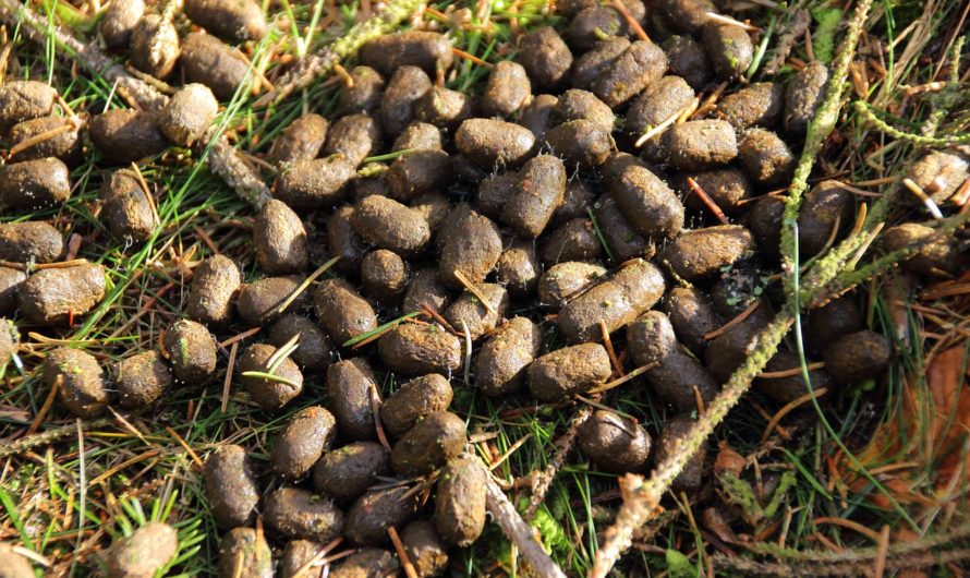 Сонник: Экскременты