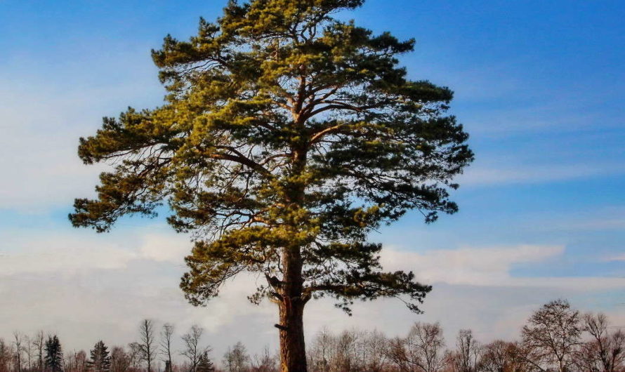 Сонник — Сосна толкование Сосны