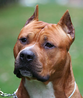 Как назвать собаку мальчика