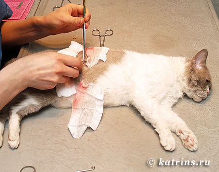 Стерилизация кошек, кастрация котов