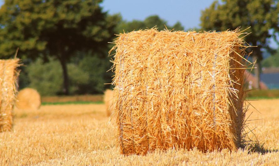 Сонник Солома