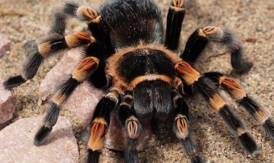 Сонник. Тарантул толкование