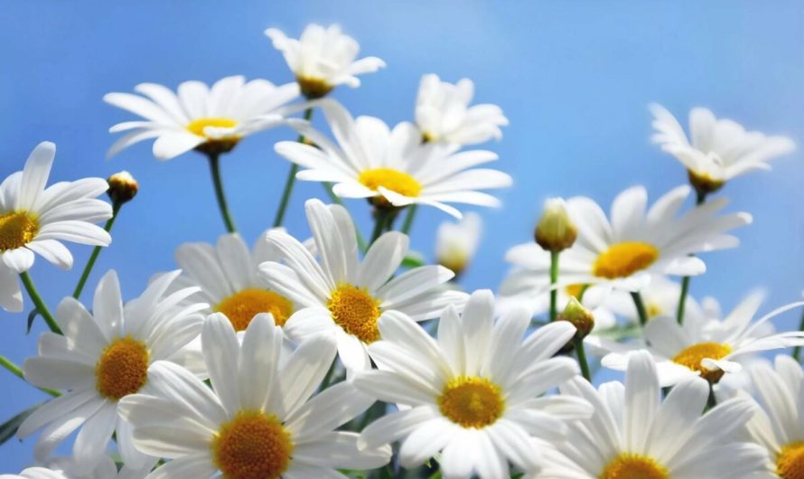 Сонник — Ромашка толкование Ромашки