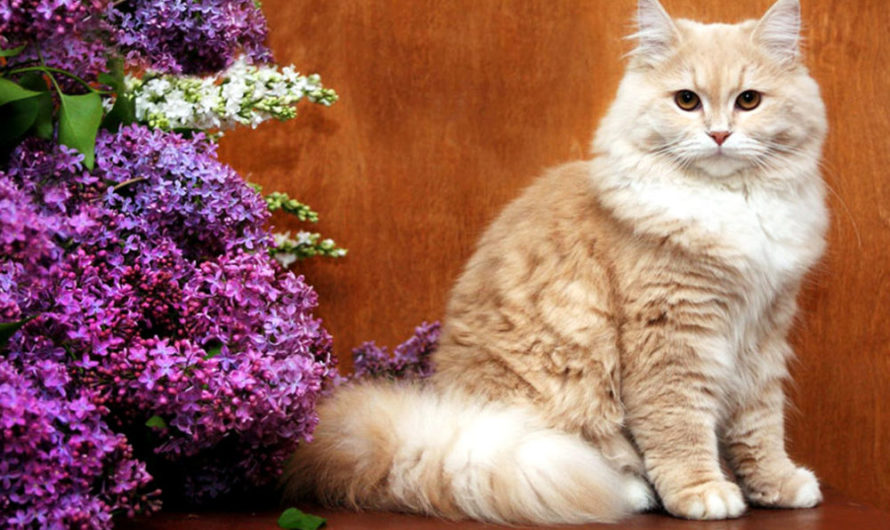 Возраст кастрации кошек. Лучше в каком возрасте кастрировать кошку