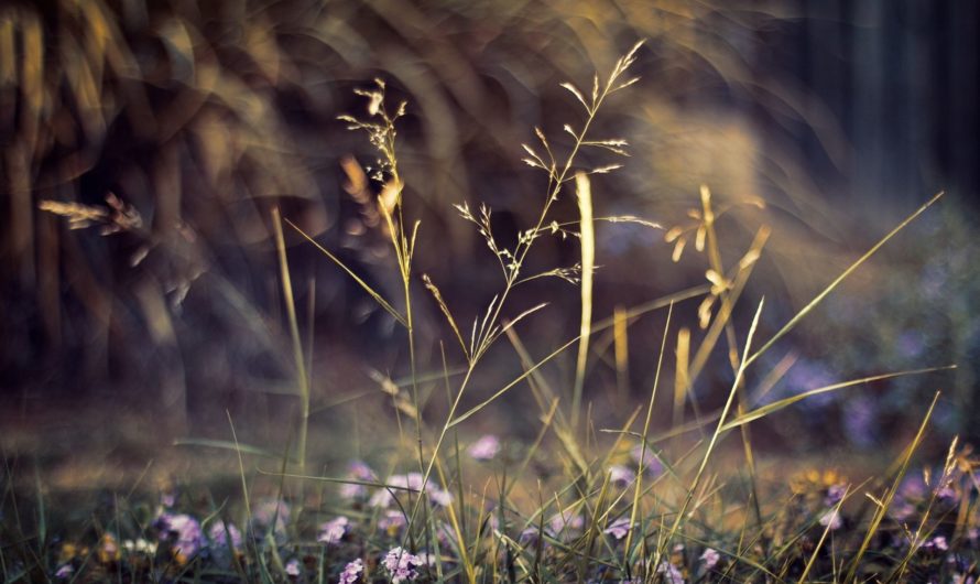 Сонник- Трава толкование