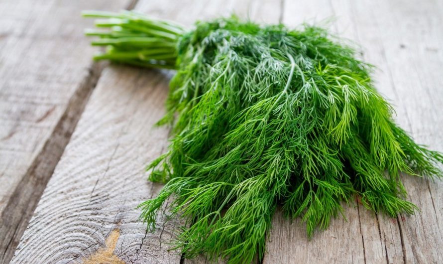 Сонник: Укроп