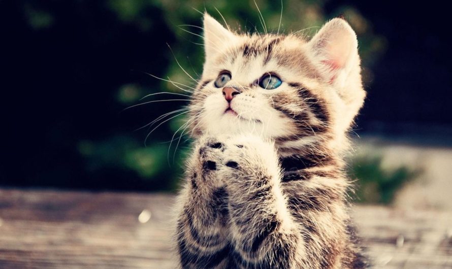 Сонник: Умолять