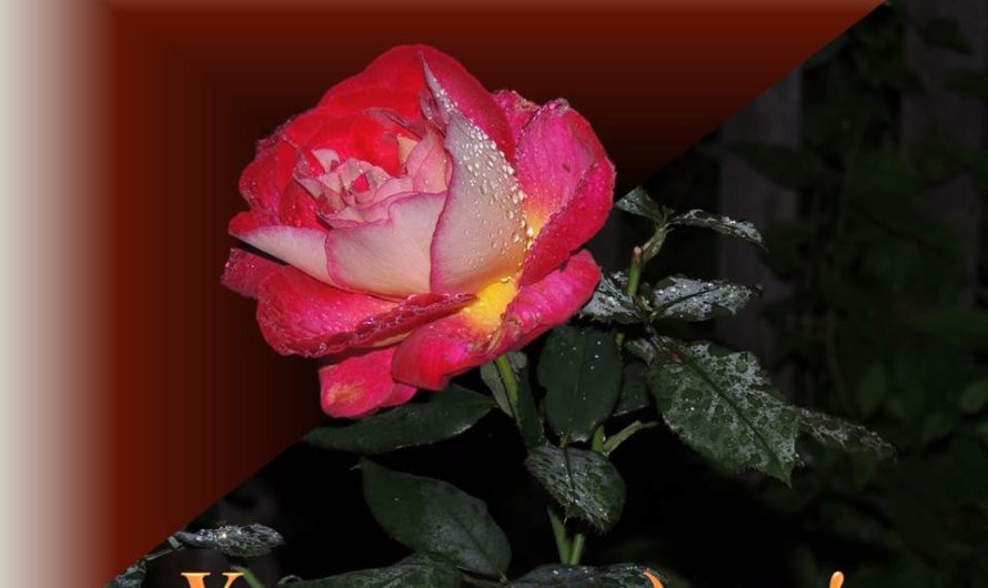 Пожелания успеха и удачи