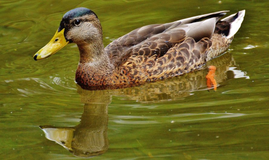 Сонник: Утка