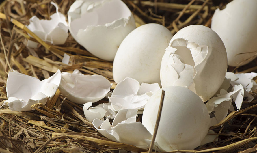 Сонник Скорлупа